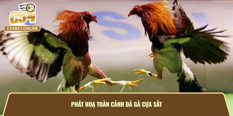 Hình ảnh chiến kê chào sân trước giờ thi đấu tại đá gà cựa sắt C54