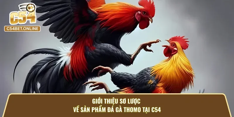 Cái nhìn tổng thể về đá gà Thomo tại C54