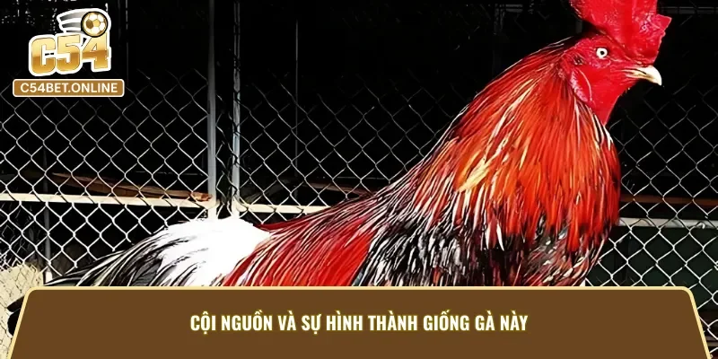 Xuất thân và sự hình thành Gà Điều Xám C54