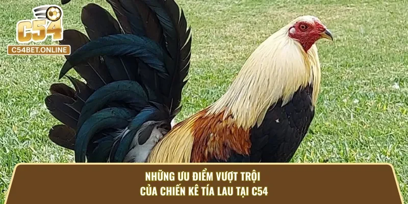 Khám phá những nét đặc trưng nổi bật của gà Tía Lau